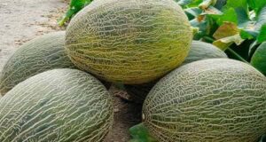 Asaja-Almería lamenta que el precio del melón no exceda los 20 céntimos por kilo, lo que representa la mitad del costo de producción Asaja-Almería lamenta que el precio del melón no exceda los 20 céntimos por kilo, lo que representa la mitad del costo de producción