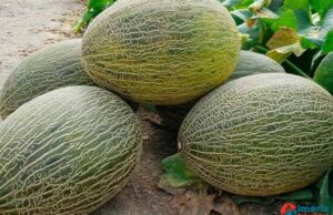 Asaja-Almería lamenta que el precio del melón no exceda los 20 céntimos por kilo, lo que representa la mitad del costo de producción Asaja-Almería lamenta que el precio del melón no exceda los 20 céntimos por kilo, lo que representa la mitad del costo de producción