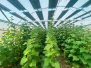 Jornada sobre energía Agrivoltaica, un Futuro Modelo Productivo hoy en El Ejido Jornada sobre energía Agrivoltaica, un Futuro Modelo Productivo hoy en El Ejido
