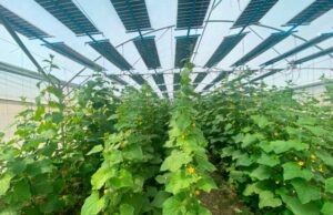 Jornada sobre energía Agrivoltaica, un Futuro Modelo Productivo hoy en El Ejido Jornada sobre energía Agrivoltaica, un Futuro Modelo Productivo hoy en El Ejido