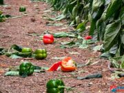 Dalías pide al Gobierno ayudas fiscales urgentes para sus agricultores tras la DANA