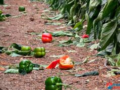 Dalías pide al Gobierno ayudas fiscales urgentes para sus agricultores tras la DANA