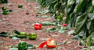 Dalías pide al Gobierno ayudas fiscales urgentes para sus agricultores tras la DANA