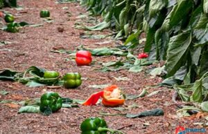 Dalías pide al Gobierno ayudas fiscales urgentes para sus agricultores tras la DANA