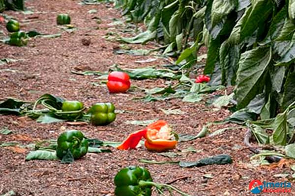 Dalías pide al Gobierno ayudas fiscales urgentes para sus agricultores tras la DANA